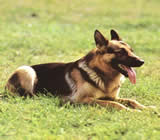 Adestramento de cães em Vila Velha