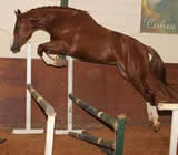 Haras e Hípicas em Vila Velha